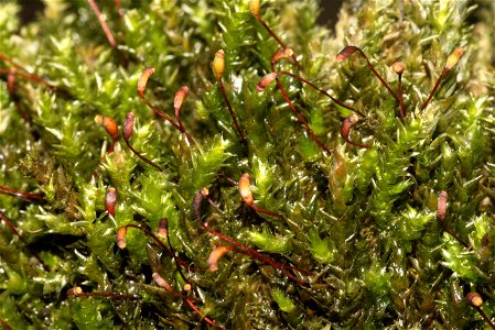 Platyhypnidium riparioides
