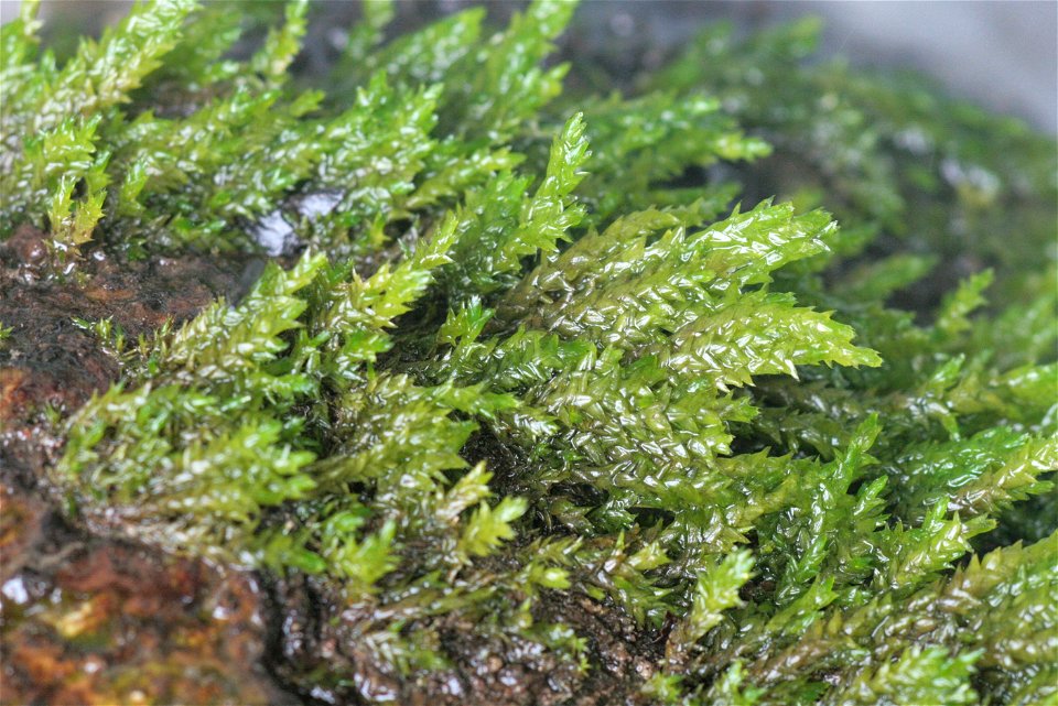 Platyhypnidium riparioides