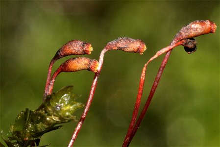 Platyhypnidium riparioides