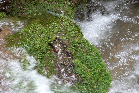 Platyhypnidium riparioides