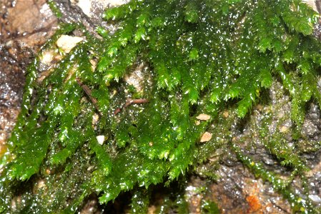 Platyhypnidium riparioides