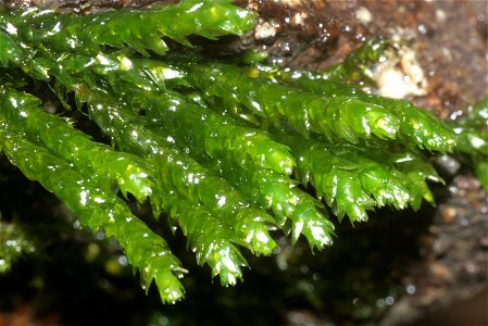 Platyhypnidium riparioides