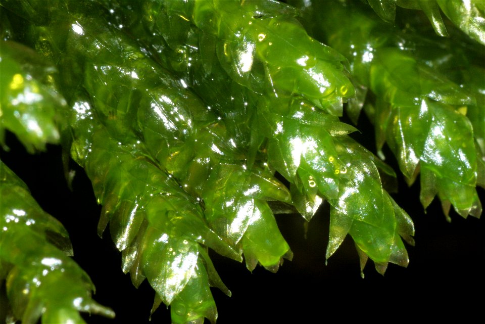 Platyhypnidium riparioides