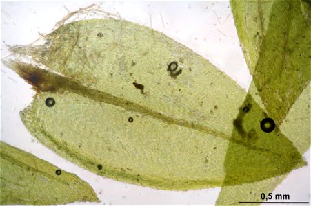 Platyhypnidium riparioides