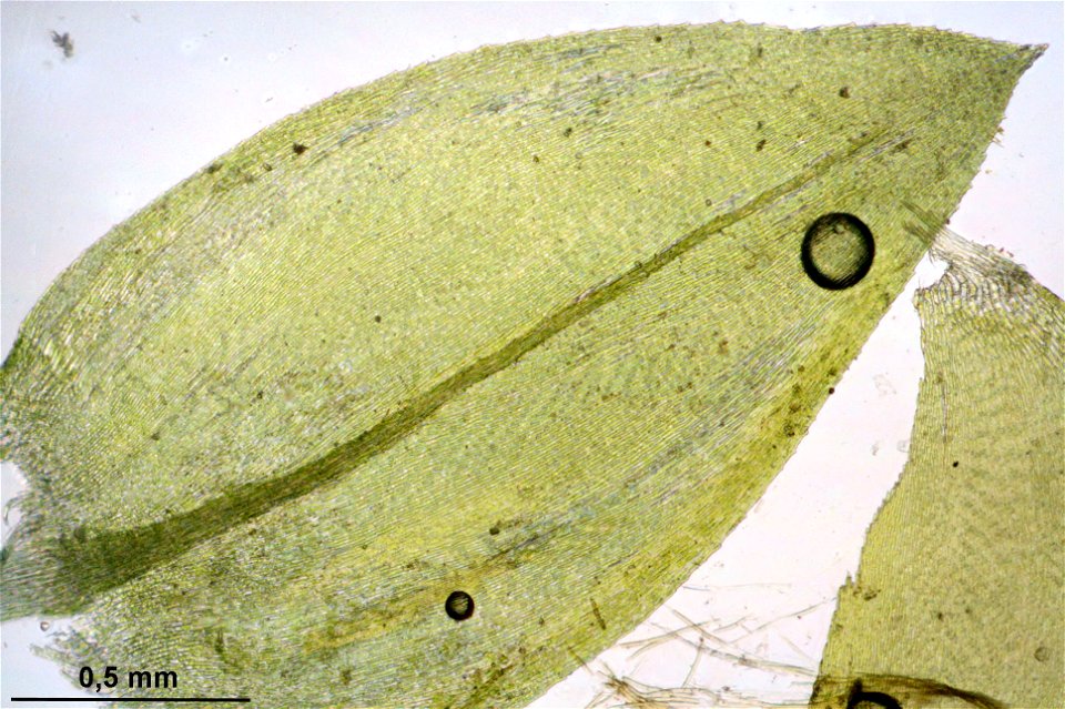 Platyhypnidium riparioides