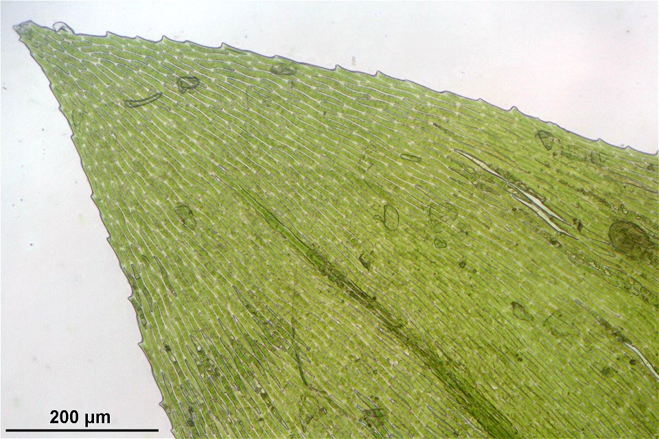 Platyhypnidium riparioides