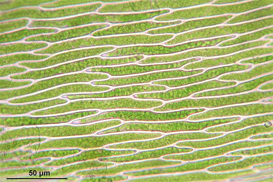 Platyhypnidium riparioides