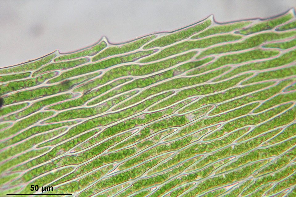 Platyhypnidium riparioides