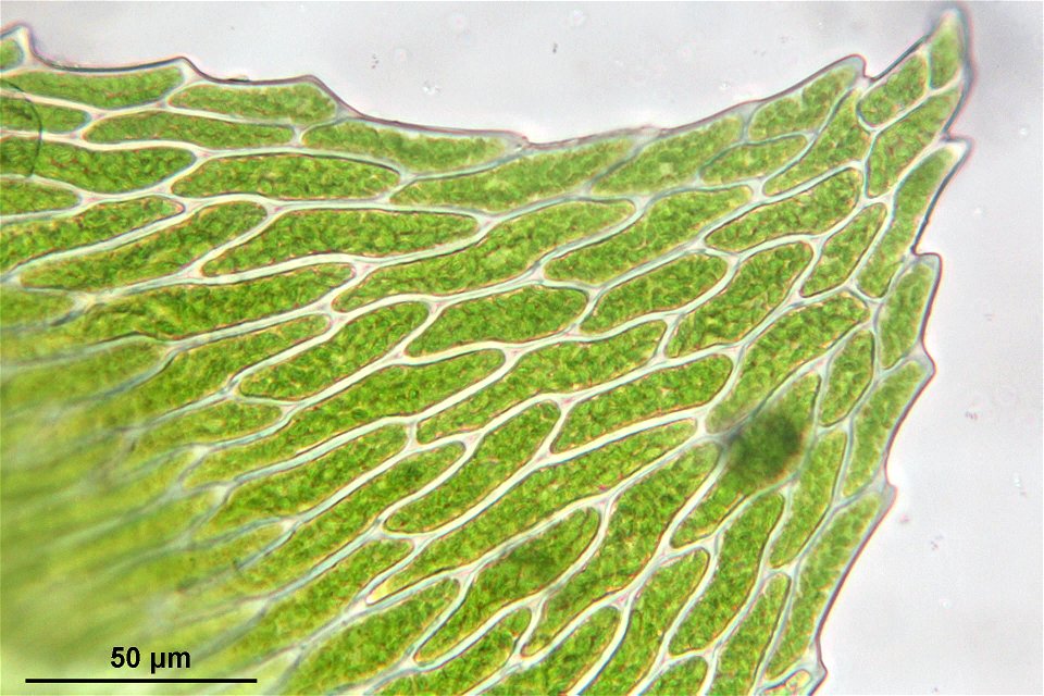 Platyhypnidium riparioides