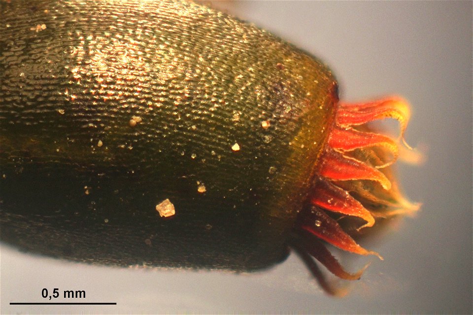 Platyhypnidium riparioides