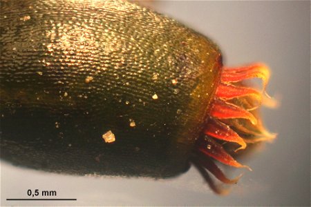 Platyhypnidium riparioides