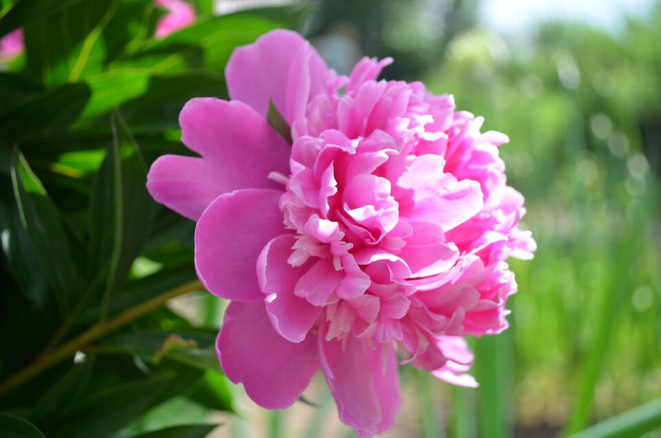 Flowers garden bloom