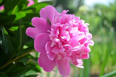 Flowers garden bloom