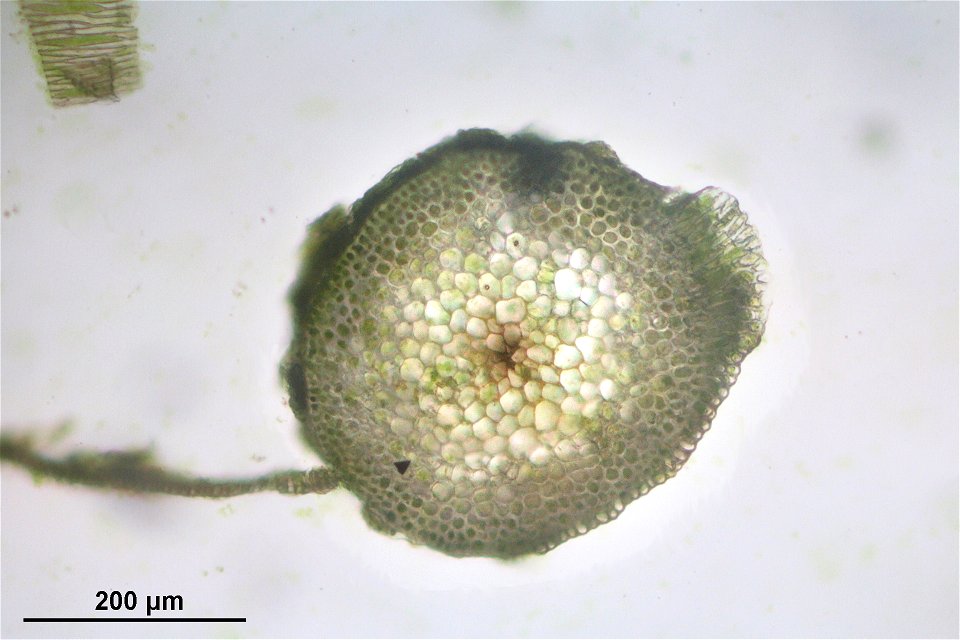 Platyhypnidium riparioides