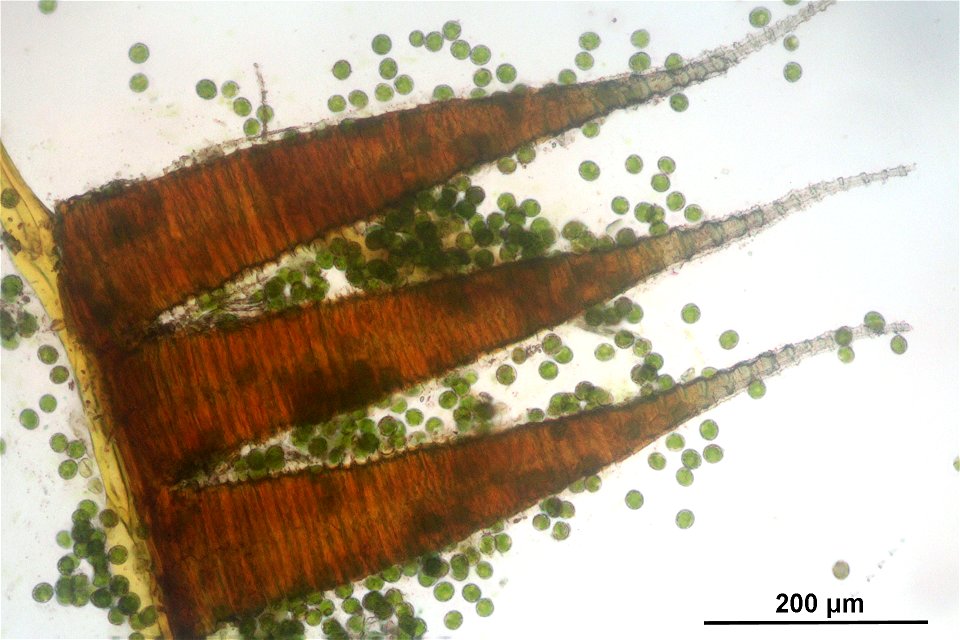 Platyhypnidium riparioides