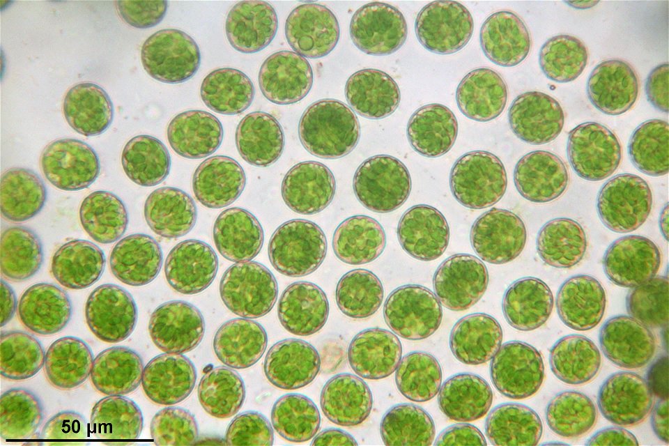 Platyhypnidium riparioides