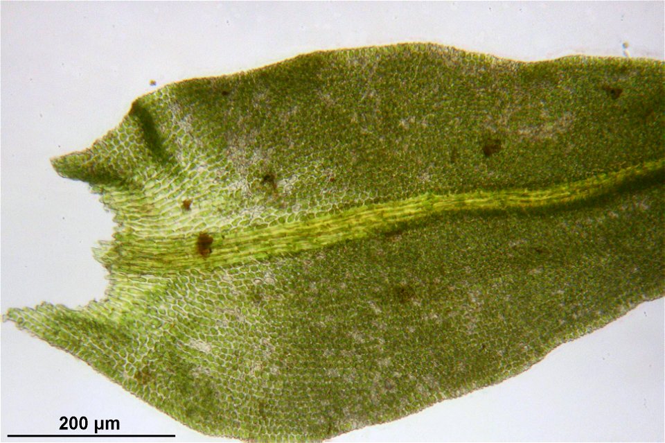 Anomodon attenuatus