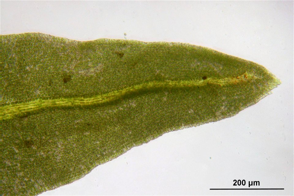 Anomodon attenuatus