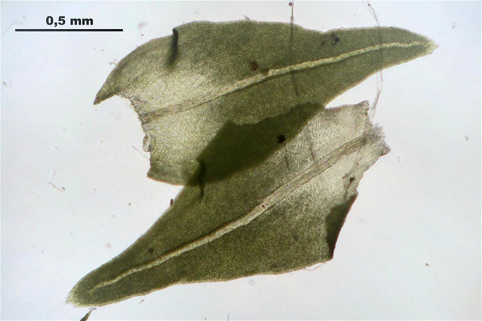 Anomodon attenuatus