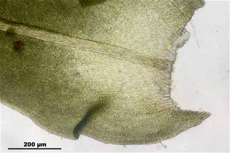 Anomodon attenuatus