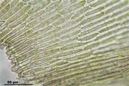 Anomodon attenuatus