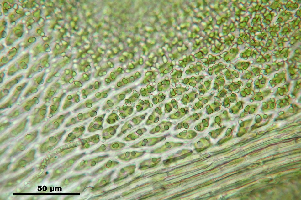 Anomodon attenuatus