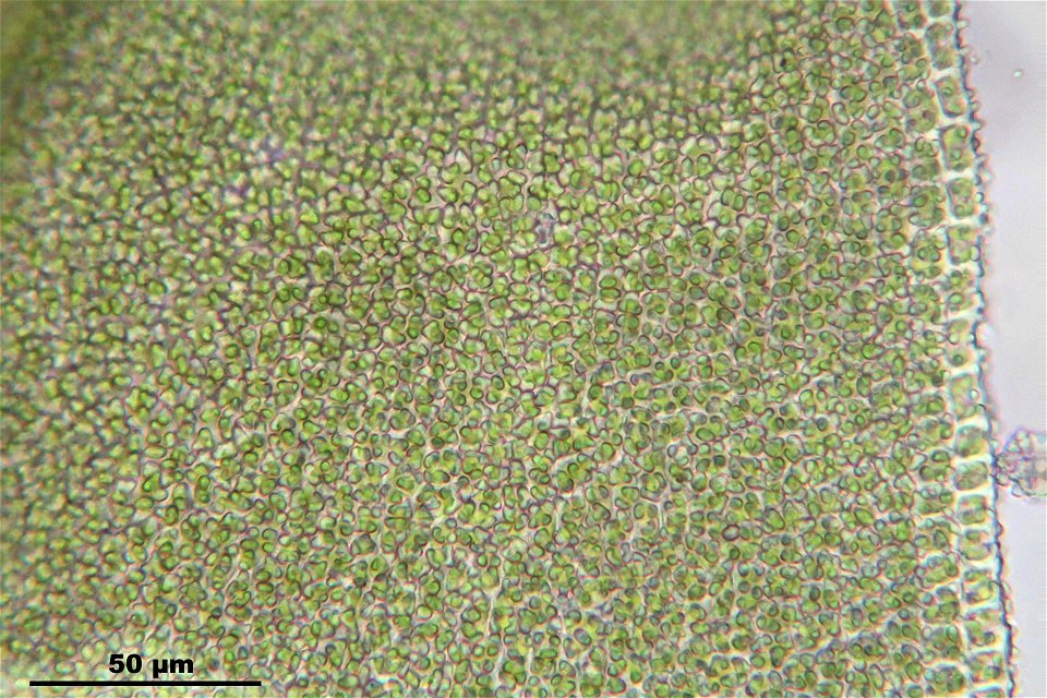 Anomodon attenuatus