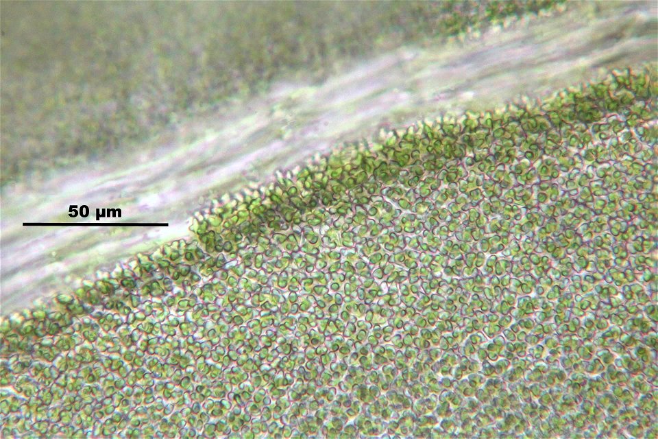 Anomodon attenuatus