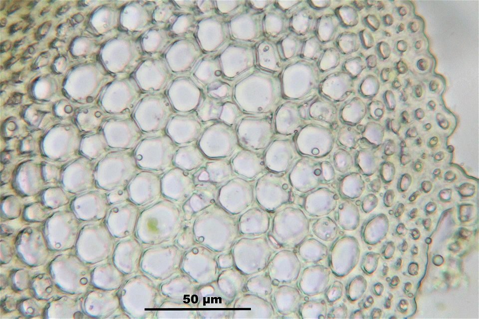 Anomodon attenuatus