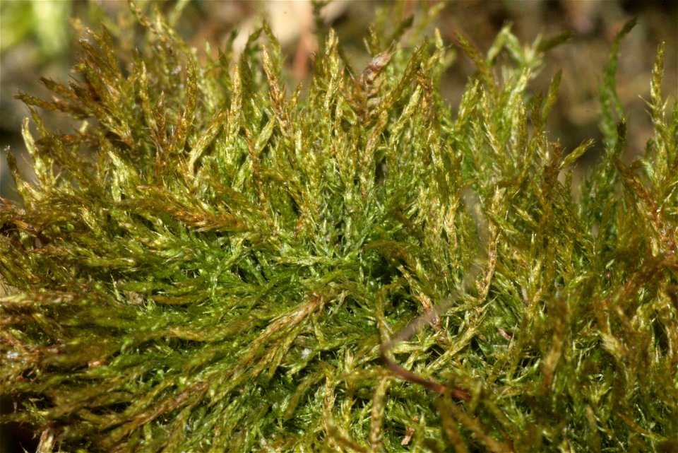 Amblystegium serpens