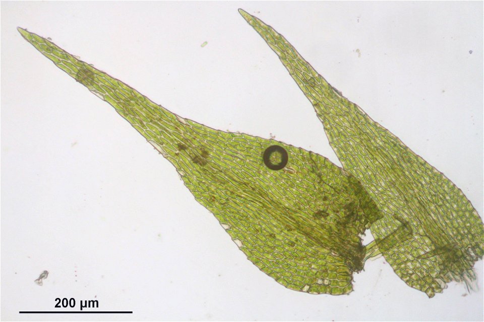 Amblystegium serpens