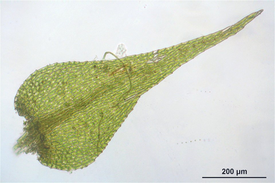 Amblystegium serpens