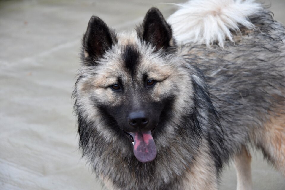 Dog eurasier dog christmas blue eurasier portrait beautiful