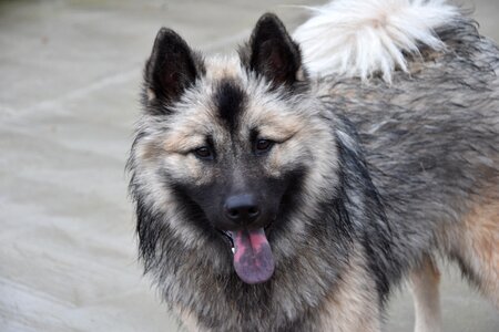 Dog eurasier dog christmas blue eurasier portrait beautiful