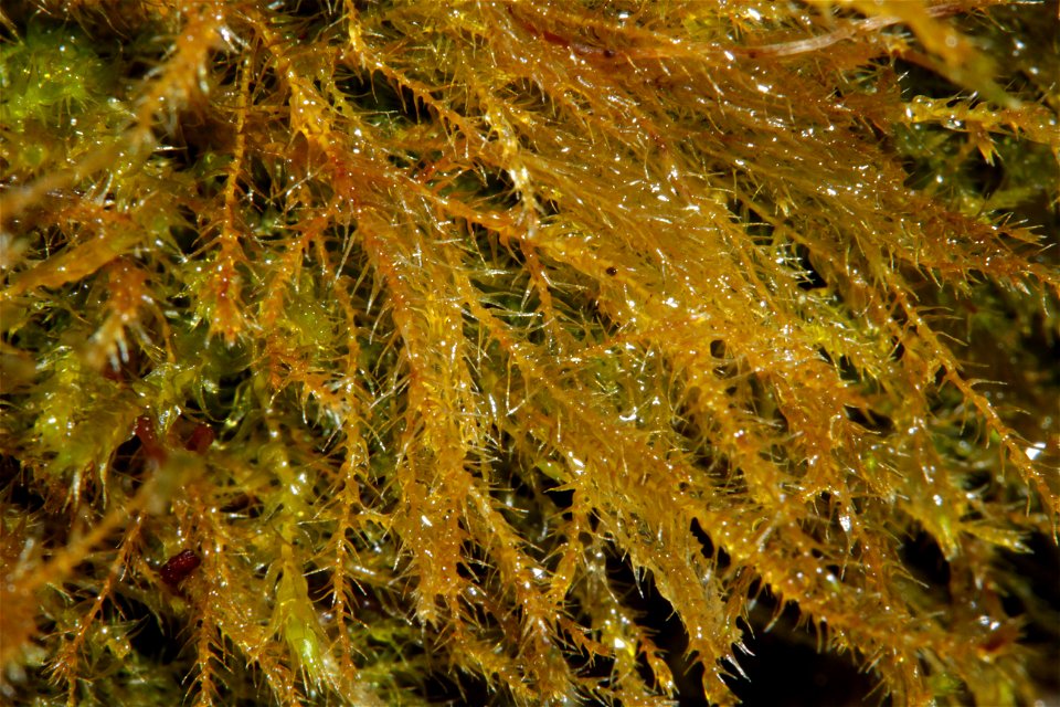 Amblystegium serpens