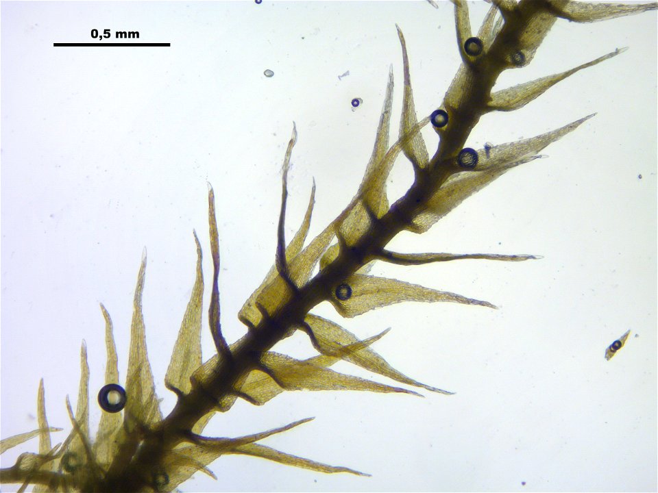 Amblystegium serpens