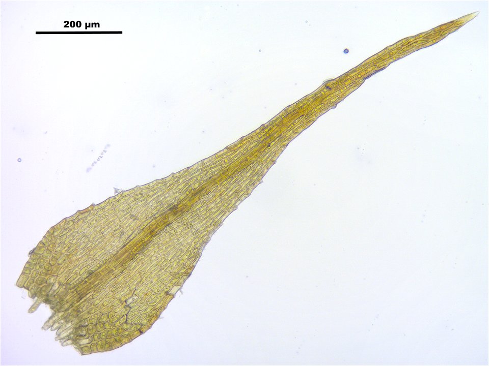 Amblystegium serpens