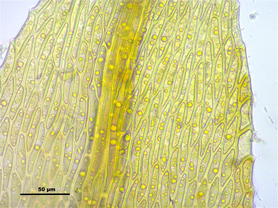 Amblystegium serpens