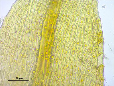 Amblystegium serpens