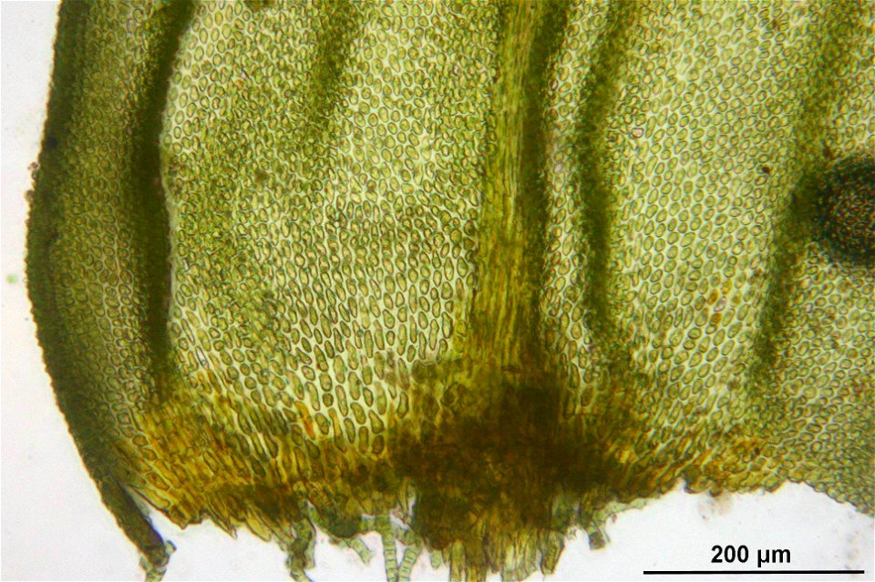 Abietinella abietina