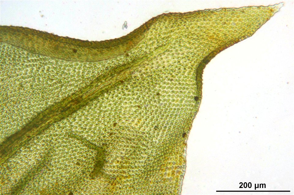 Abietinella abietina