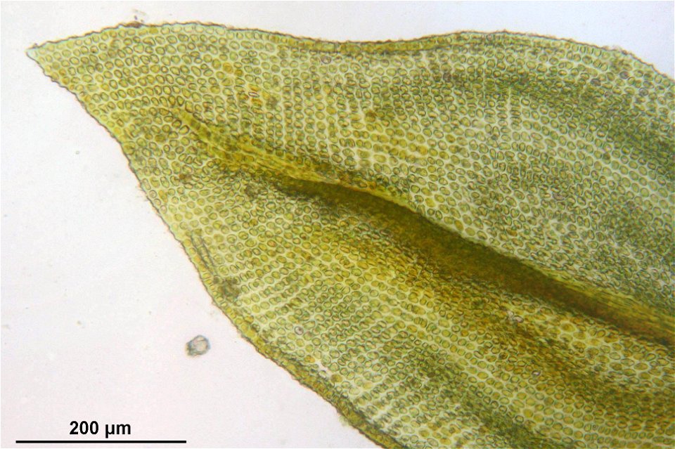 Abietinella abietina