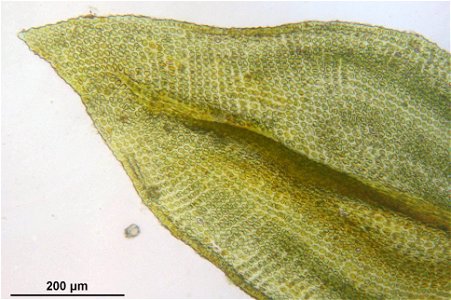 Abietinella abietina