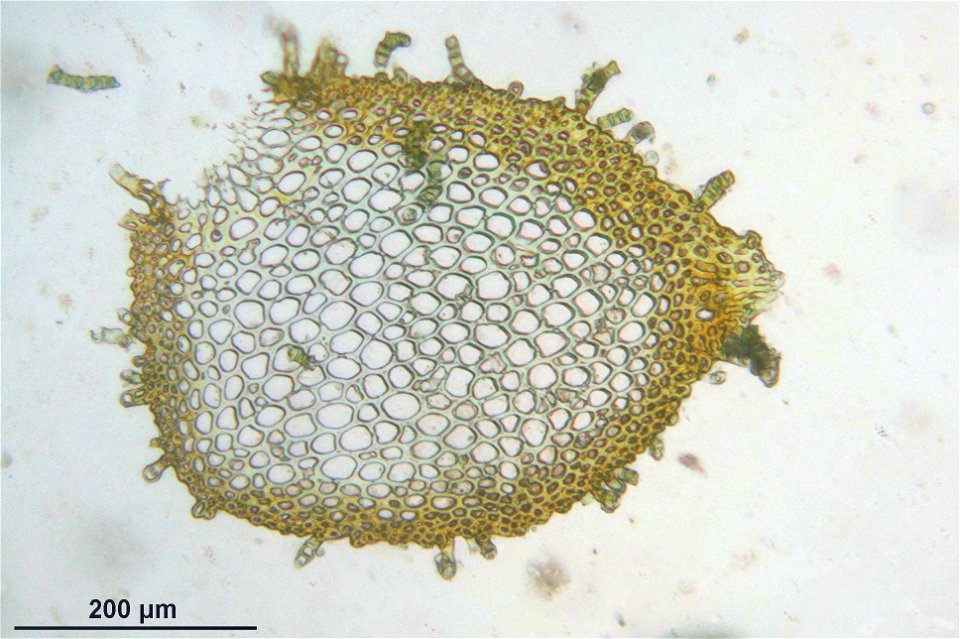 Abietinella abietina