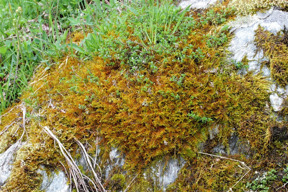 Abietinella abietina