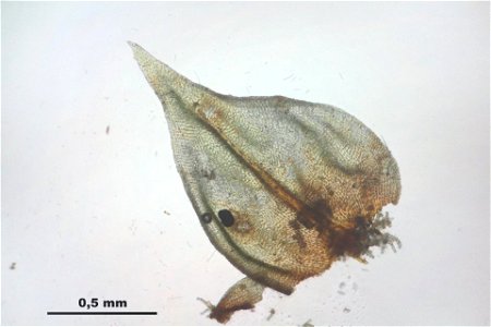 Abietinella abietina