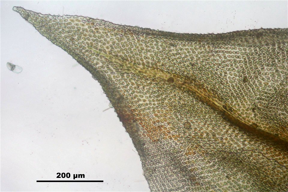 Abietinella abietina