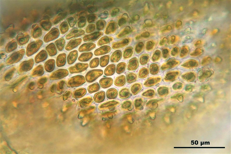 Abietinella abietina