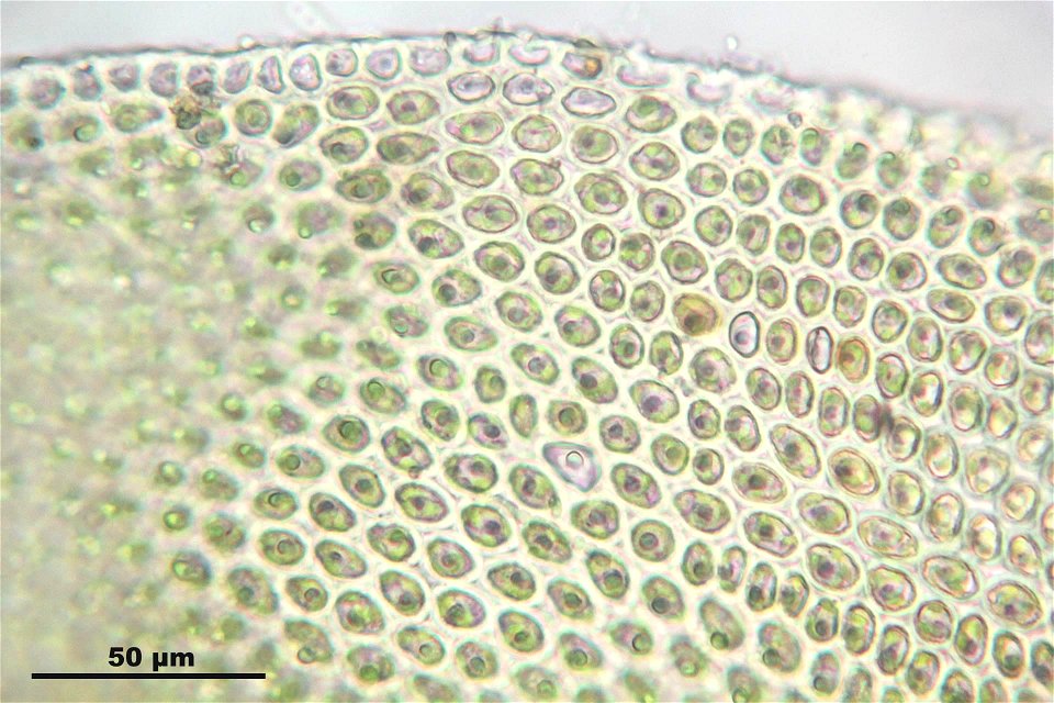 Abietinella abietina
