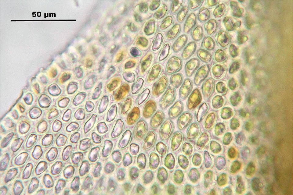 Abietinella abietina